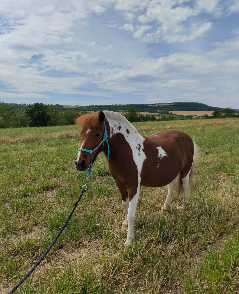 Shetland pony - 3