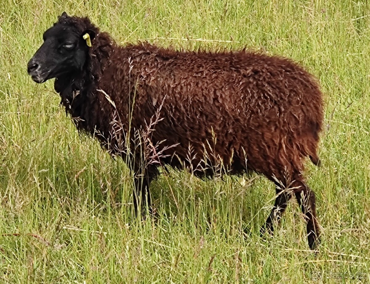 Ouessantská ovce - 3