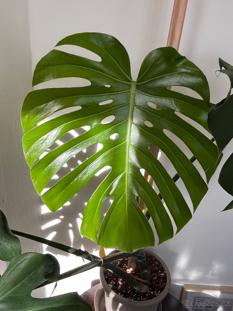 Monstera deliciosa II - 3