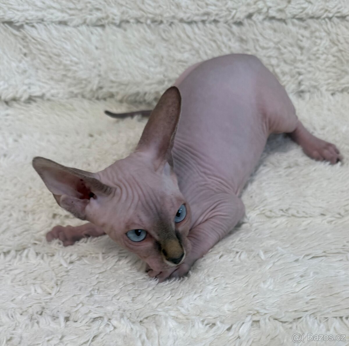 Kanadský sphynx - 3