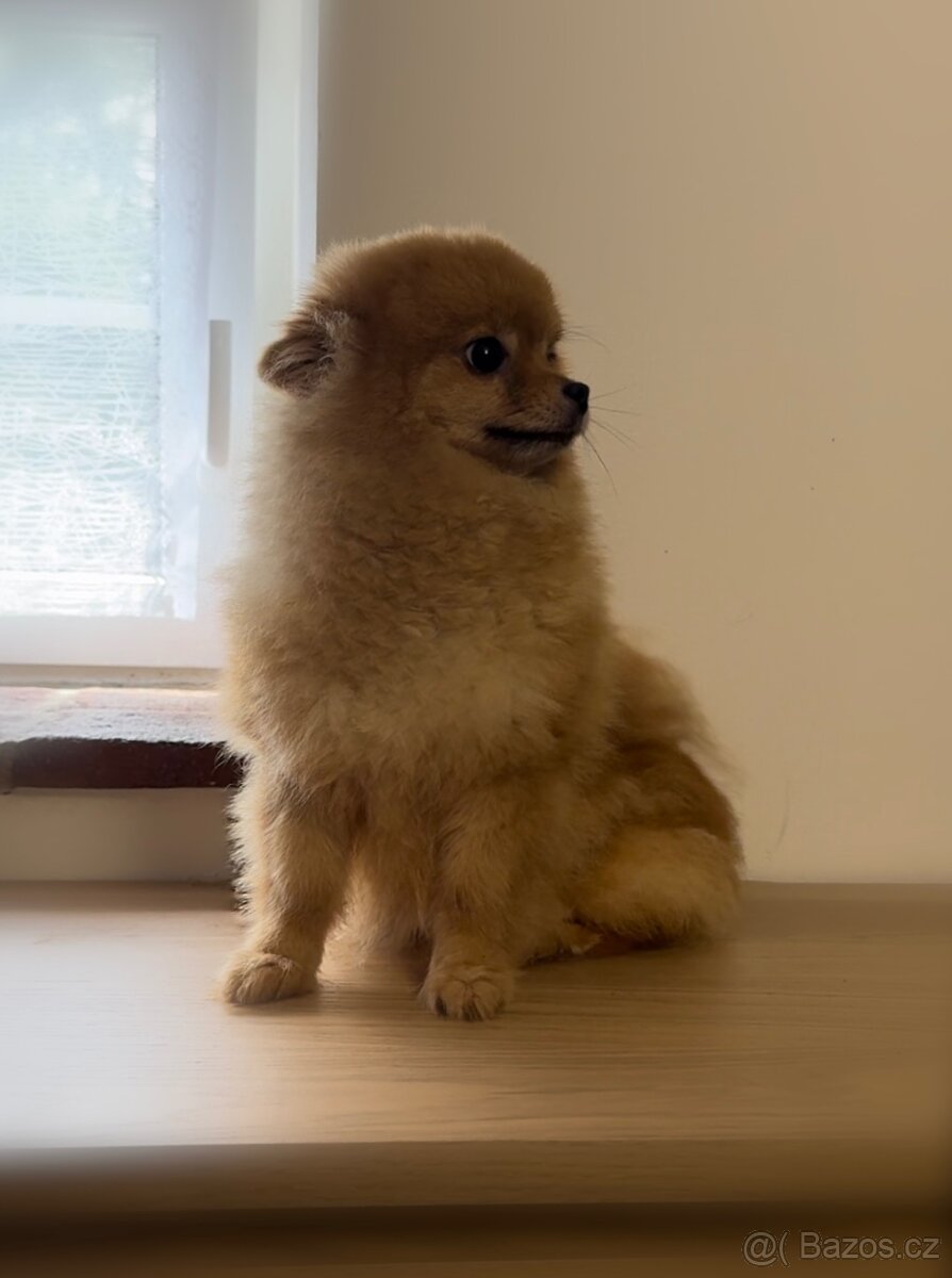 Pomeranian s PP, fena - 3