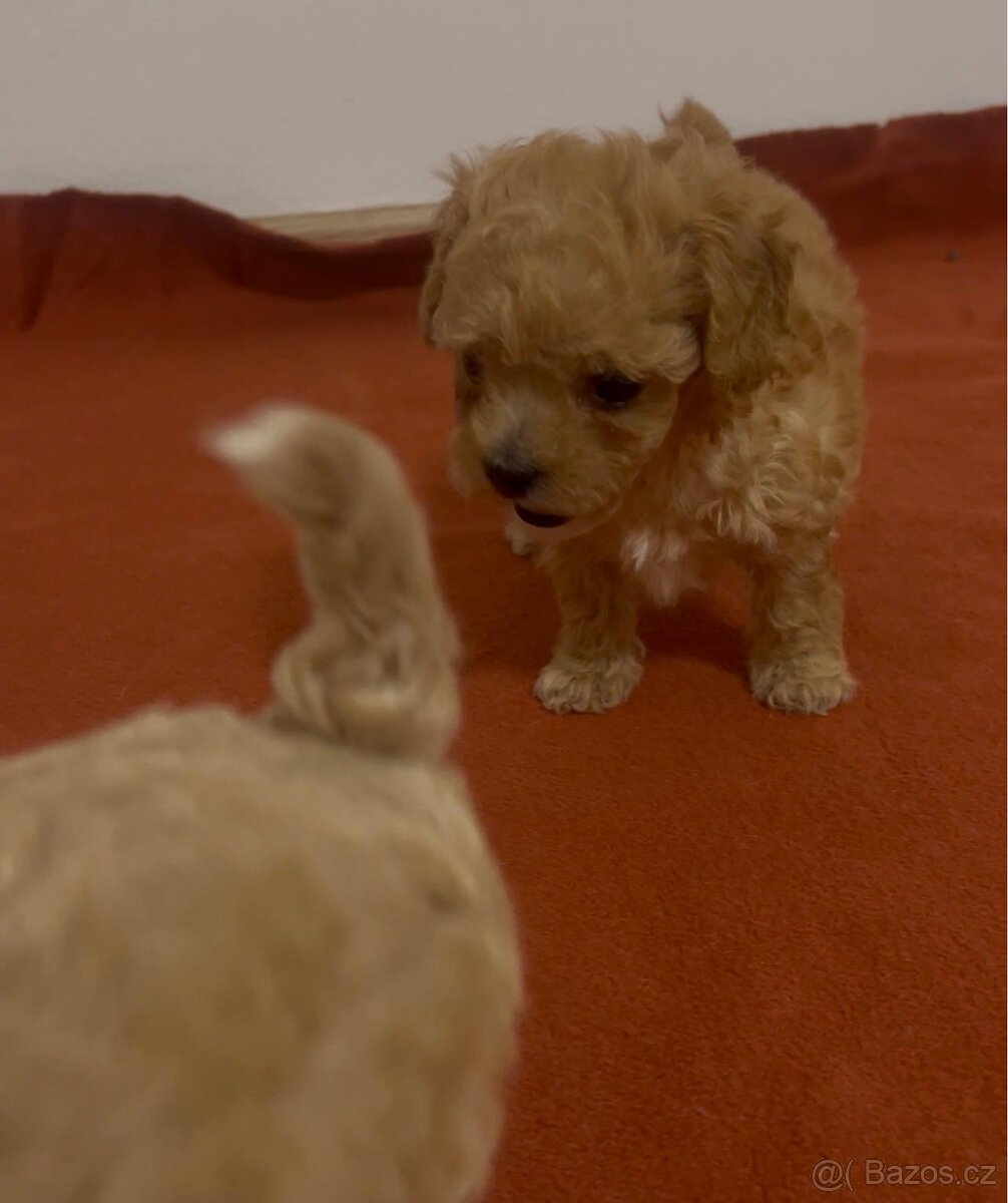 Maltipoo - 3