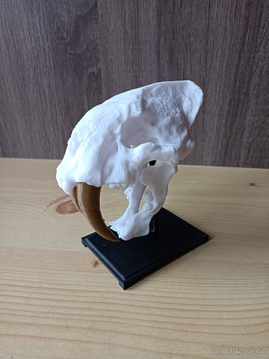 3D tisk-replika lebky šavlozubého tygra - 3