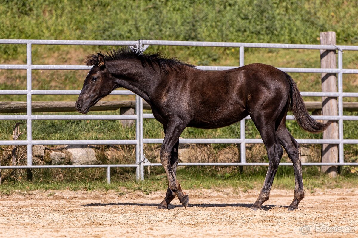 Klisnička P.R.E. - 3