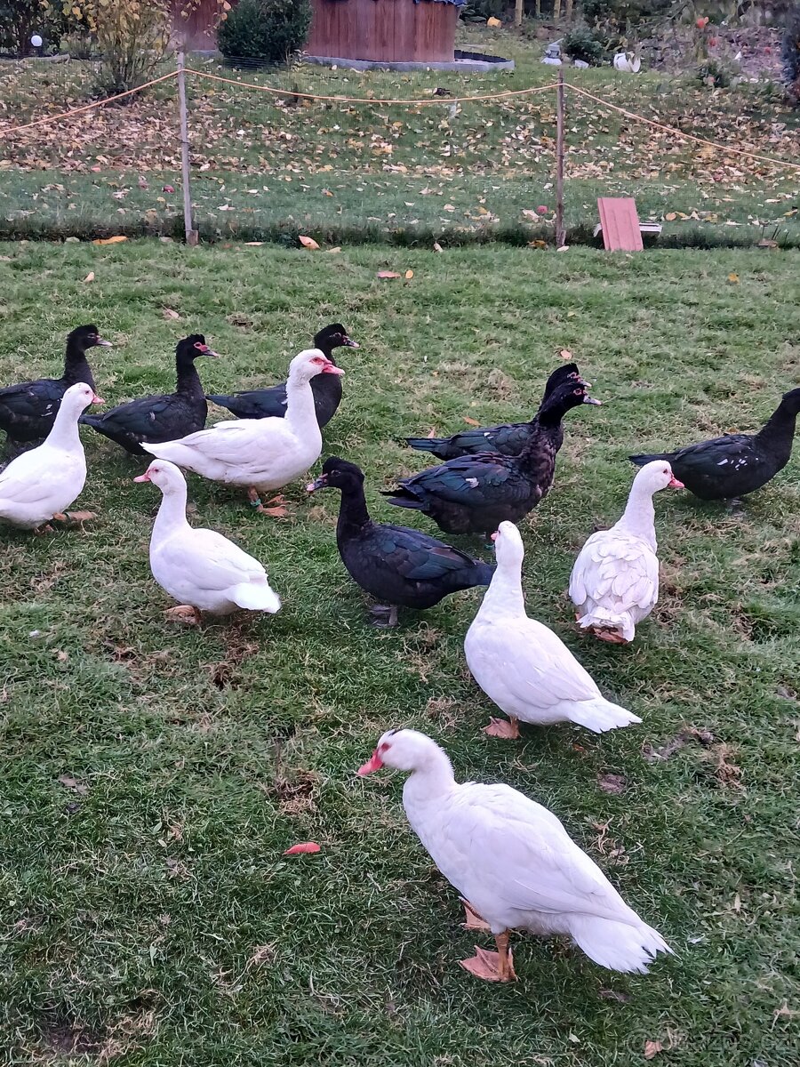 Kachny pižmové - 3