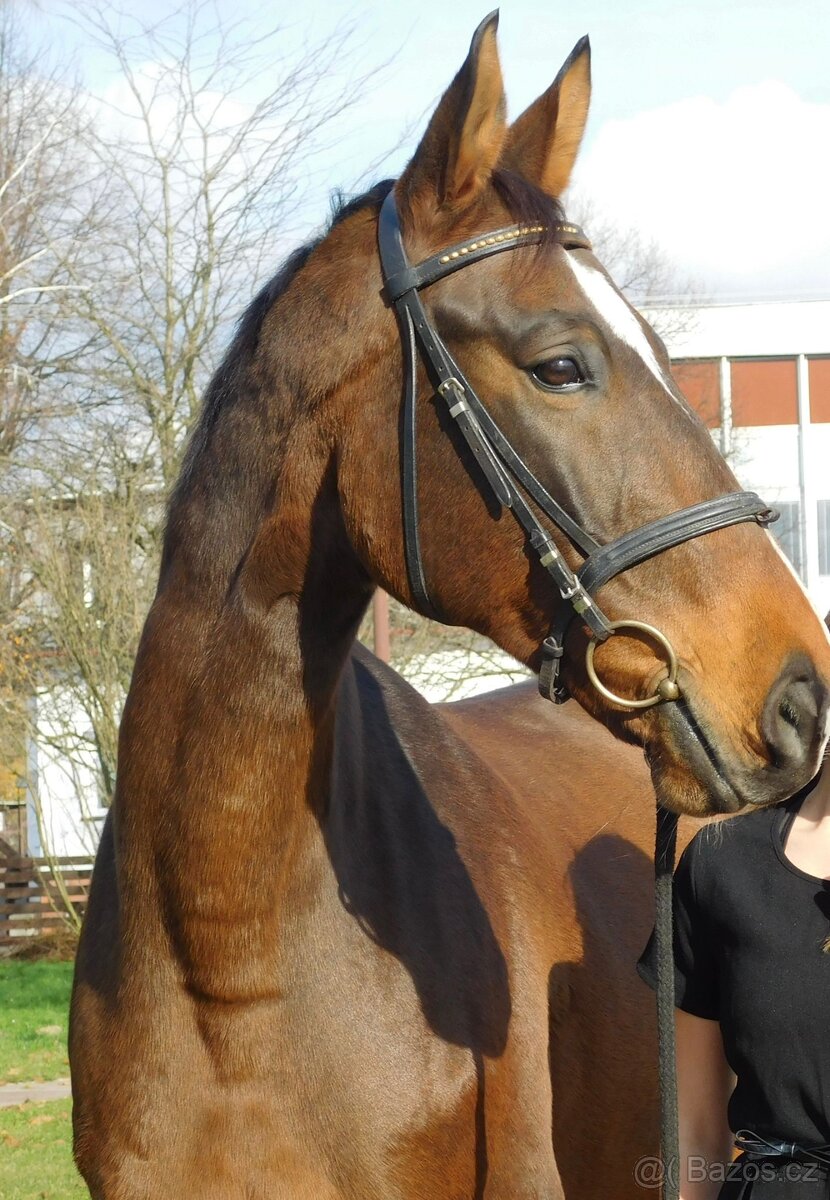 Valach (nar.2008) - 3