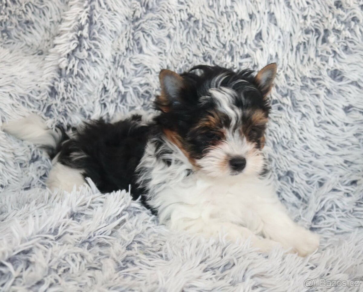 Biewer( jork,Yorkshire)terier- s pp - 3