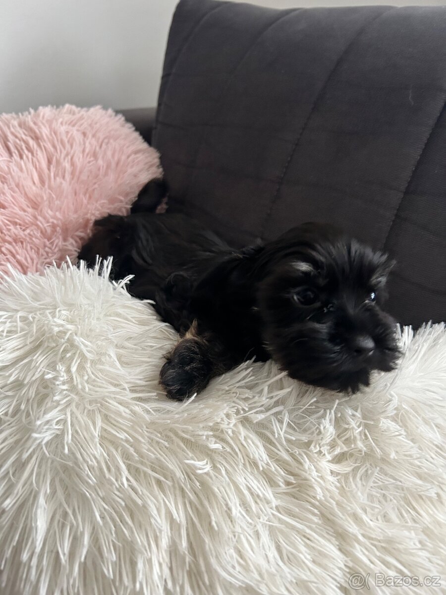 Jorkšírský teriér Biewer Black - 3