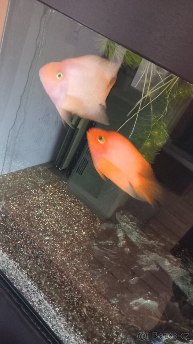 Pár cichlid papouščích - 3