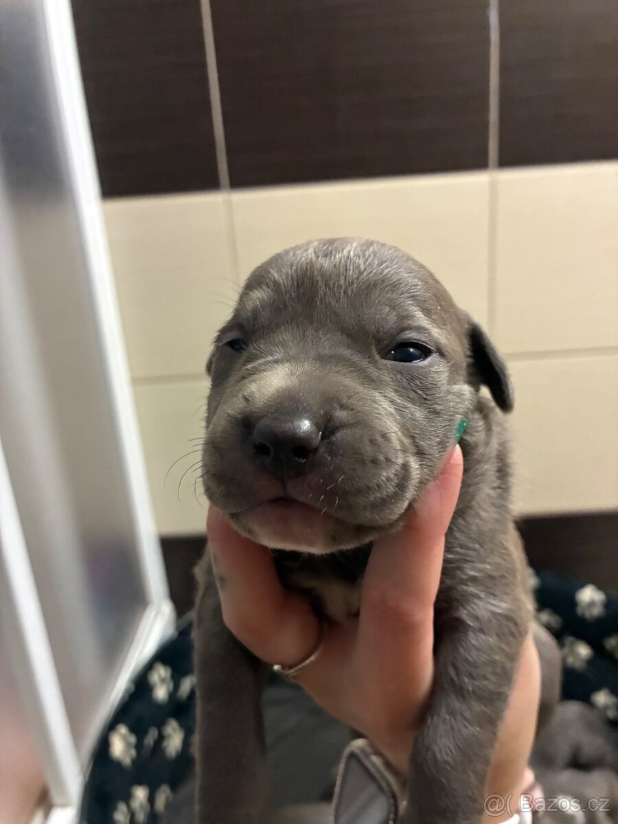 Americký stafordšírský teriér – štěňátka k odběru - 3