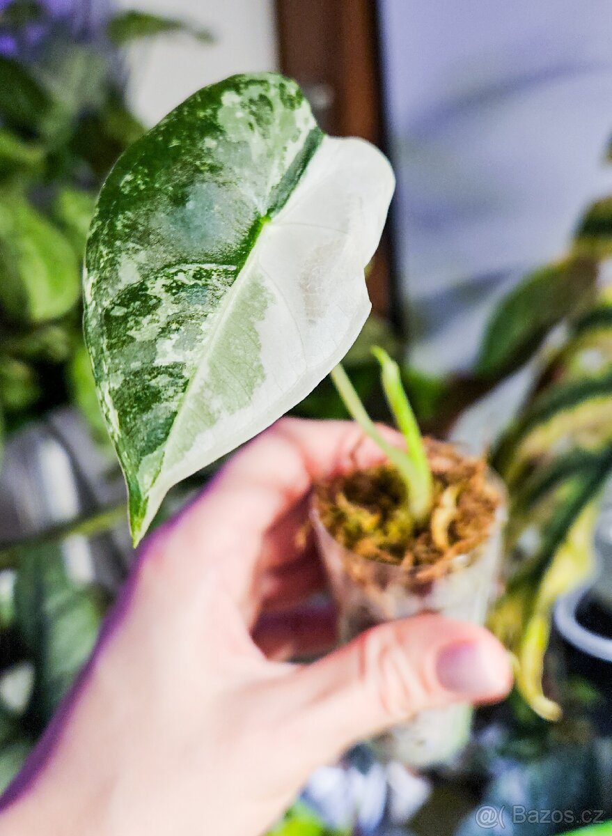 Alocasia frydek variegata - 3