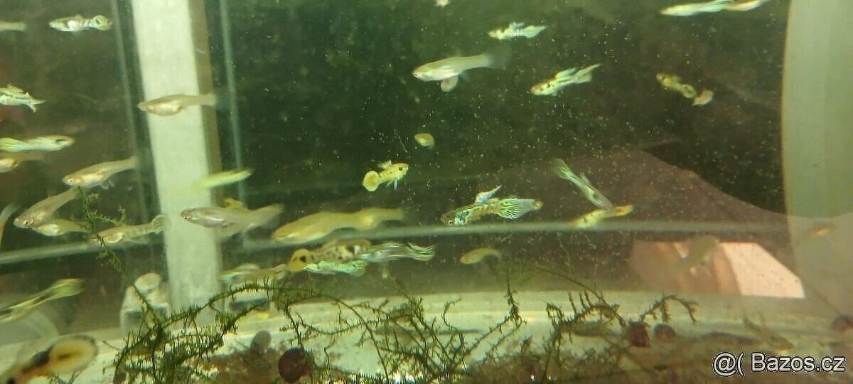 endlerky - živorodka wingeova - 3