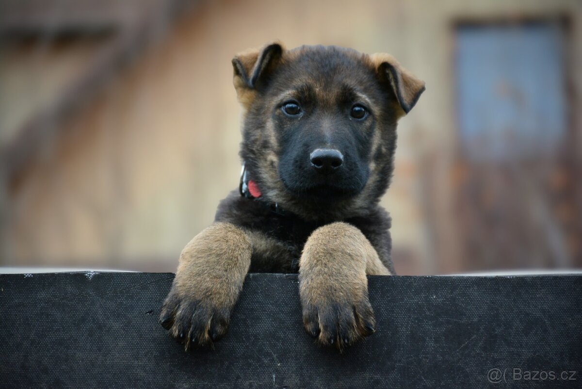 Německý ovčák s PP - 3