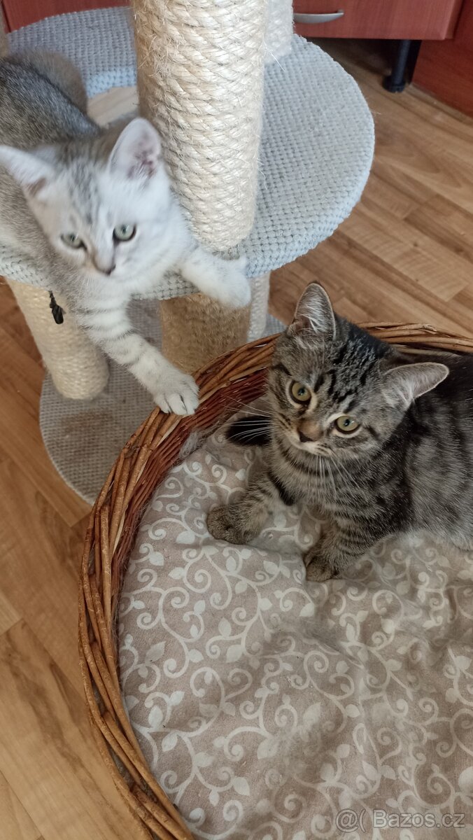 Britský whiskas kocourek s PP - 3