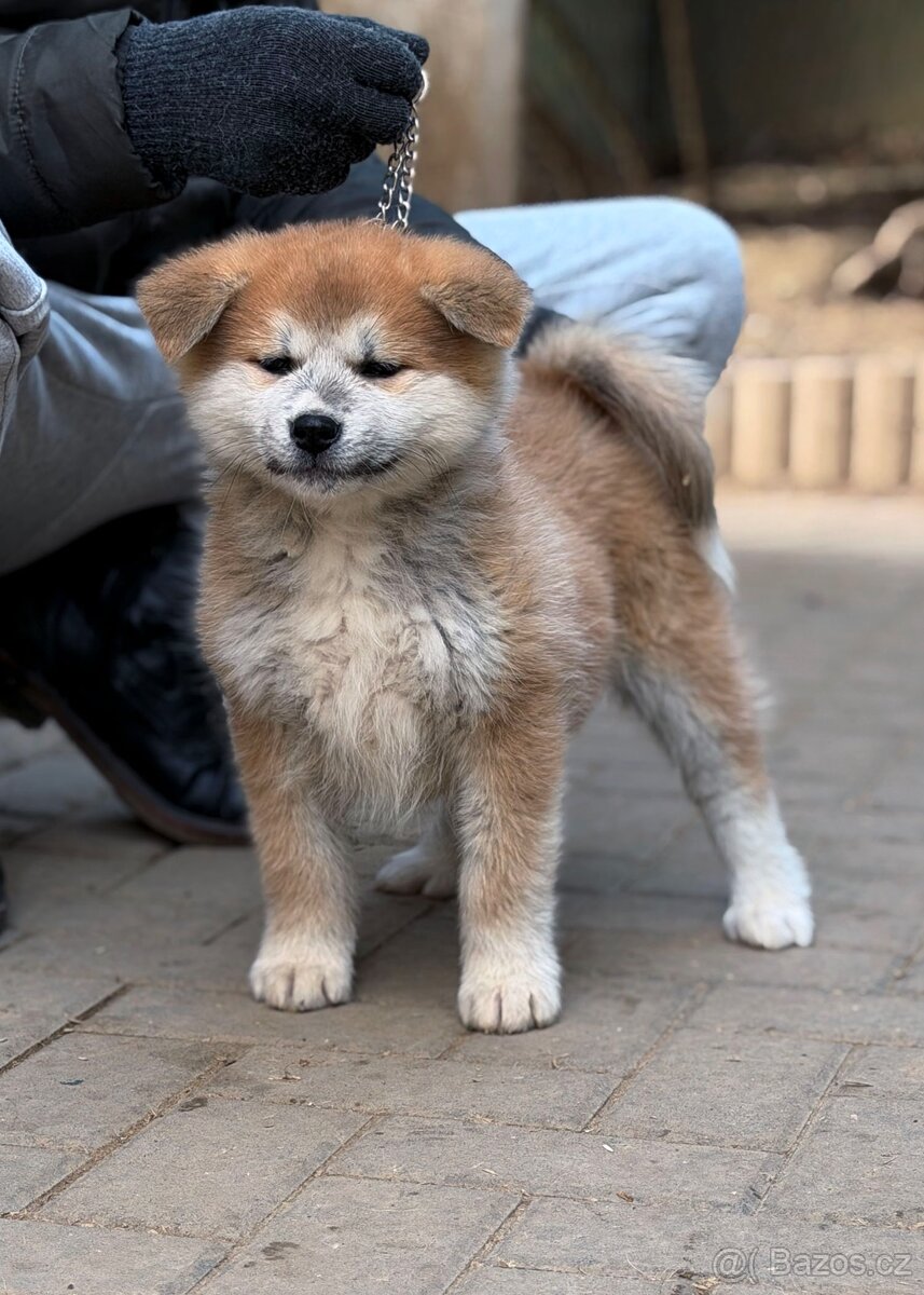 Japonská Akita Inu s PP - 3