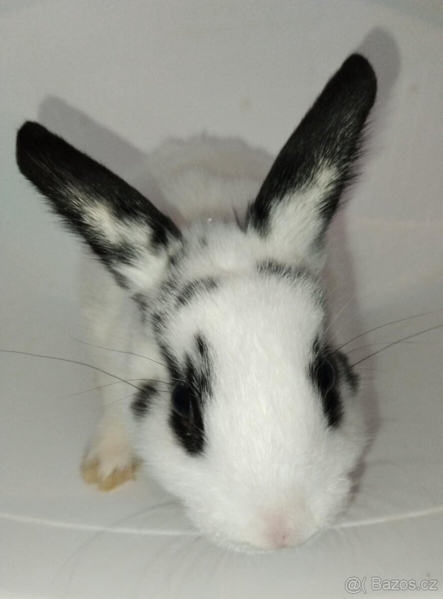 Zakrslý králíček bez PP sameček Apollo - 3