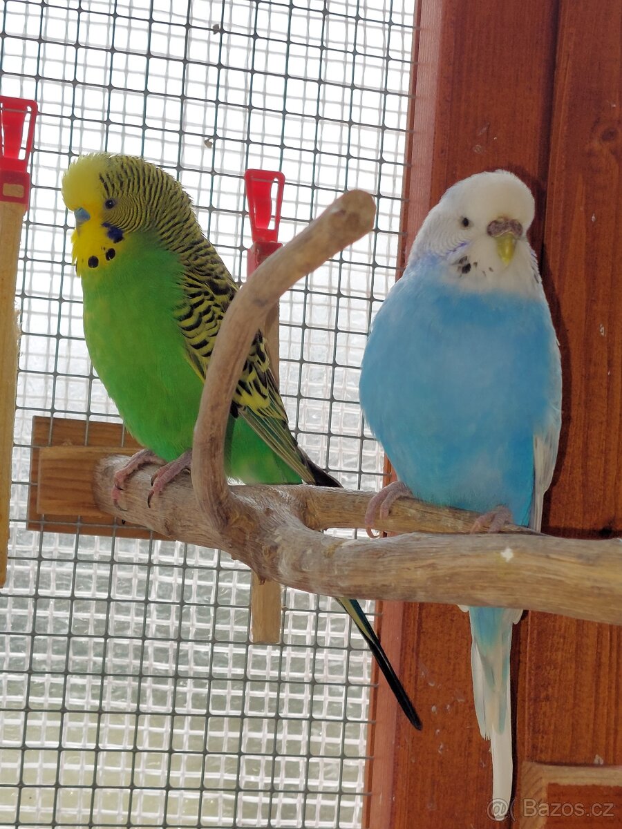 Andulka vlnkovaná - 3