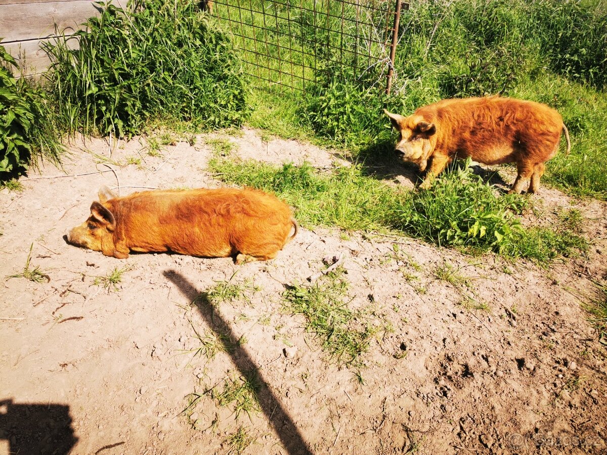 Kune Kune - 3