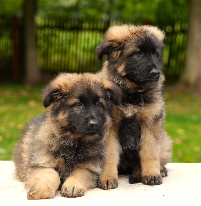 Německý ovčák s PP FCI - 3