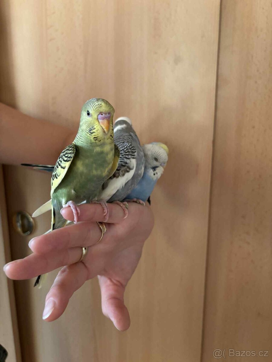 Prodám mladé andulky po vylétnutí z budky - 3