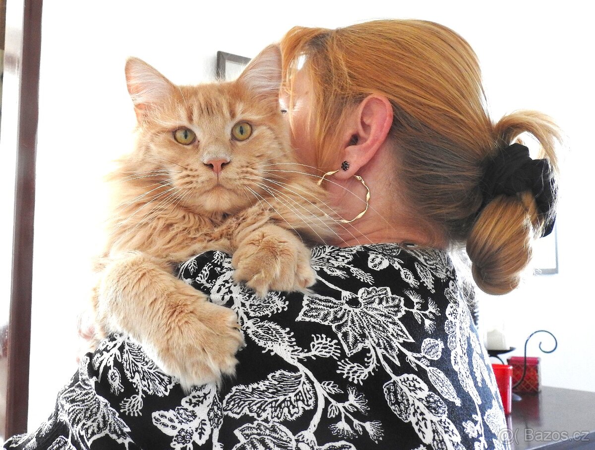 Maine Coon Cat Mainská Mývalí na prodej - 3