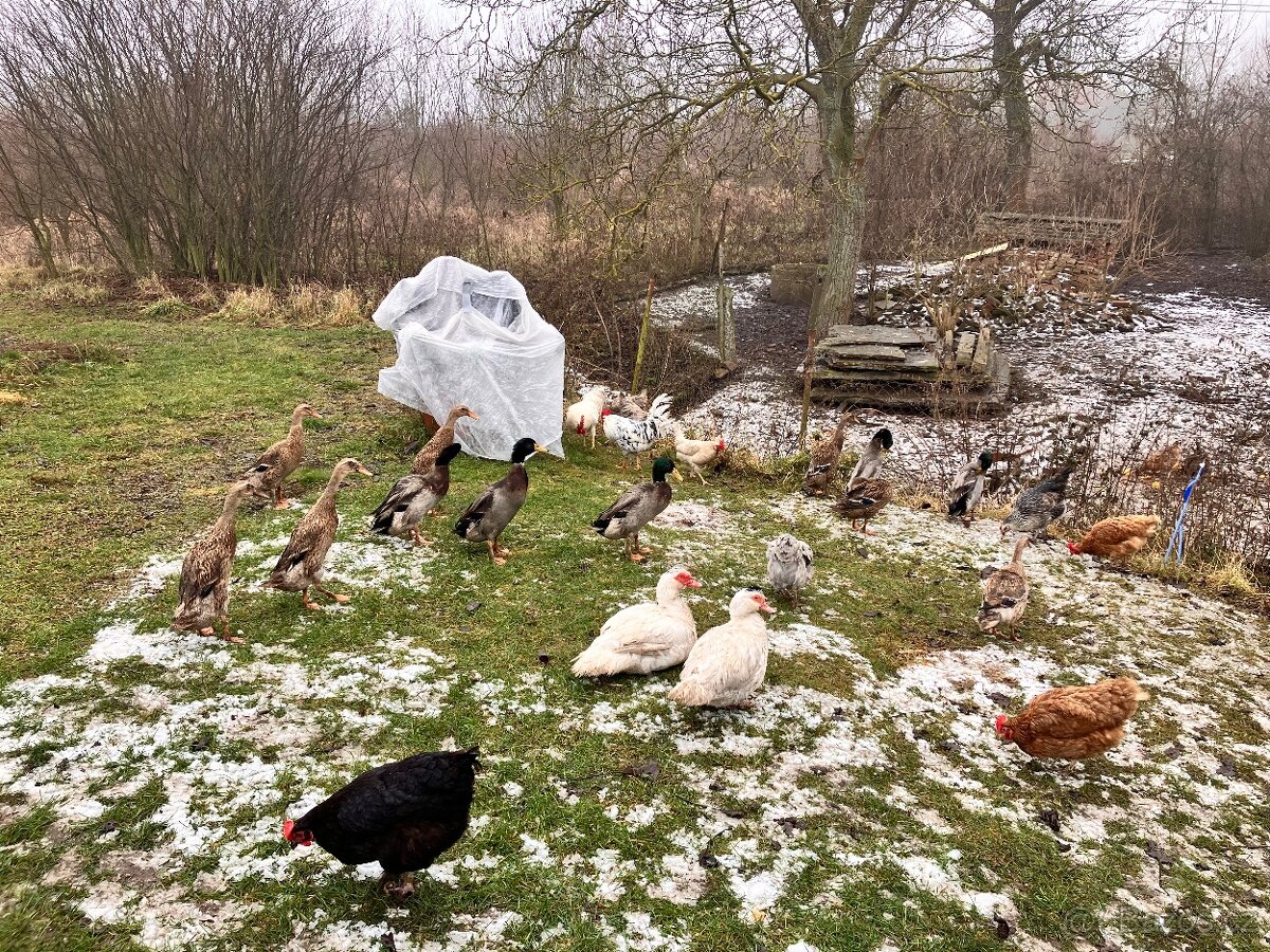 Indický běžec - 3