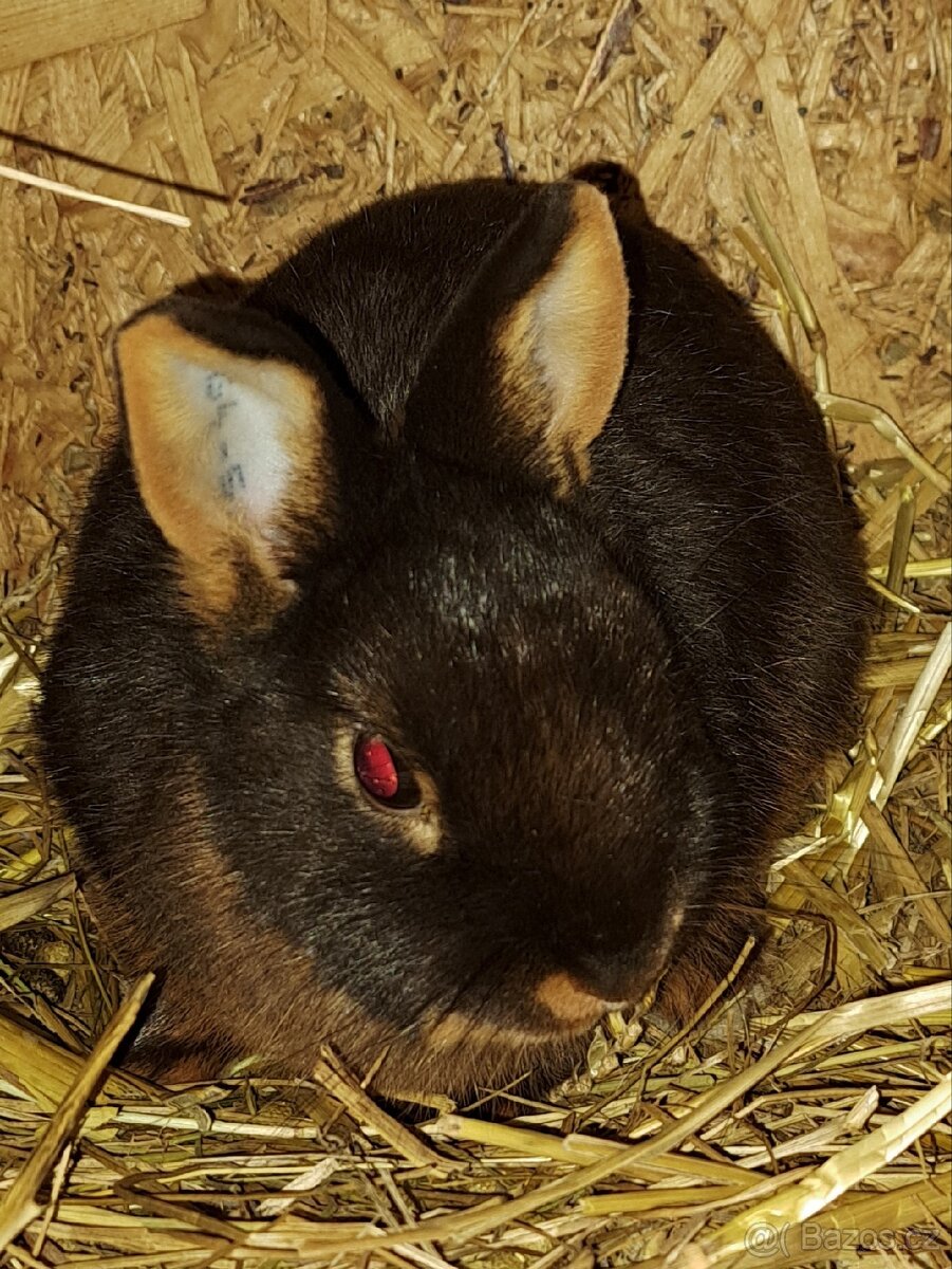 Zakrslí králíčci s rodokmenem - 3