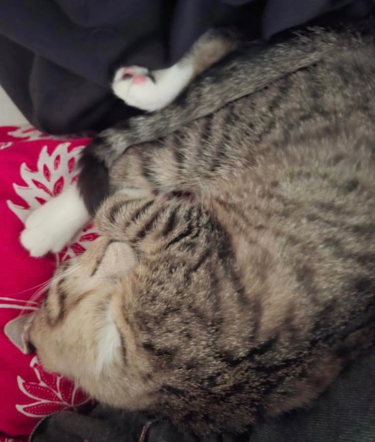 7 měsíční koťátko - 3