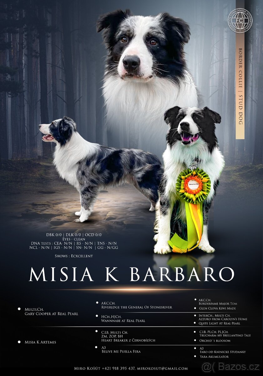 Border kolie - krytí ( PP FCI ) - 3