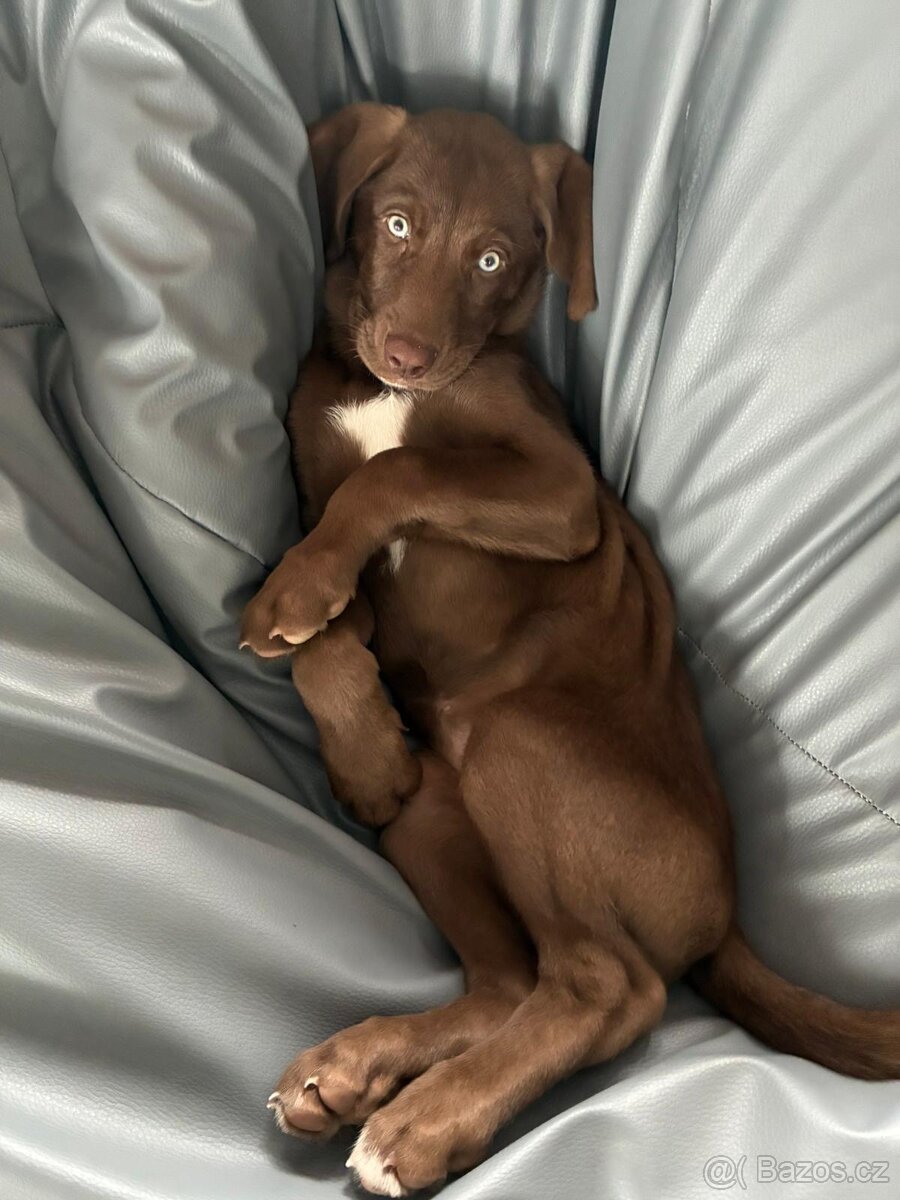 Výmarský ohař x Sibiřský husky - 3