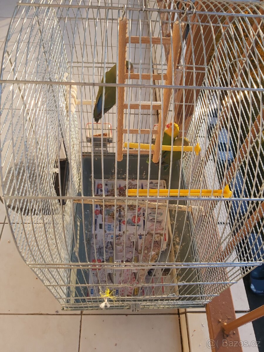 Prodám papousky - 3