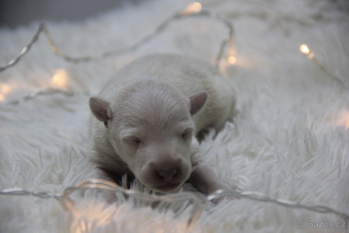 Italský chrtík - 3