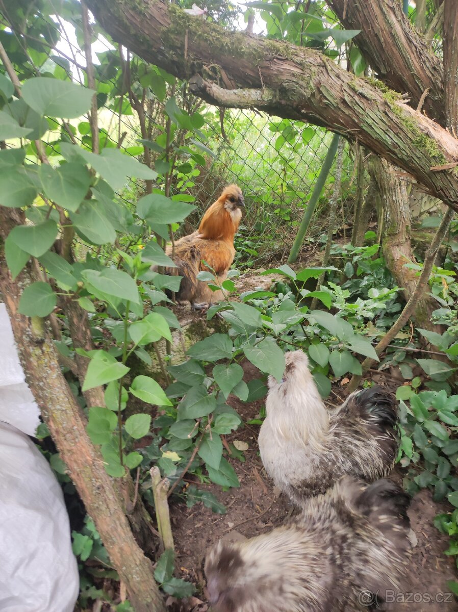 Nasadova vejce hedvábnička - 3