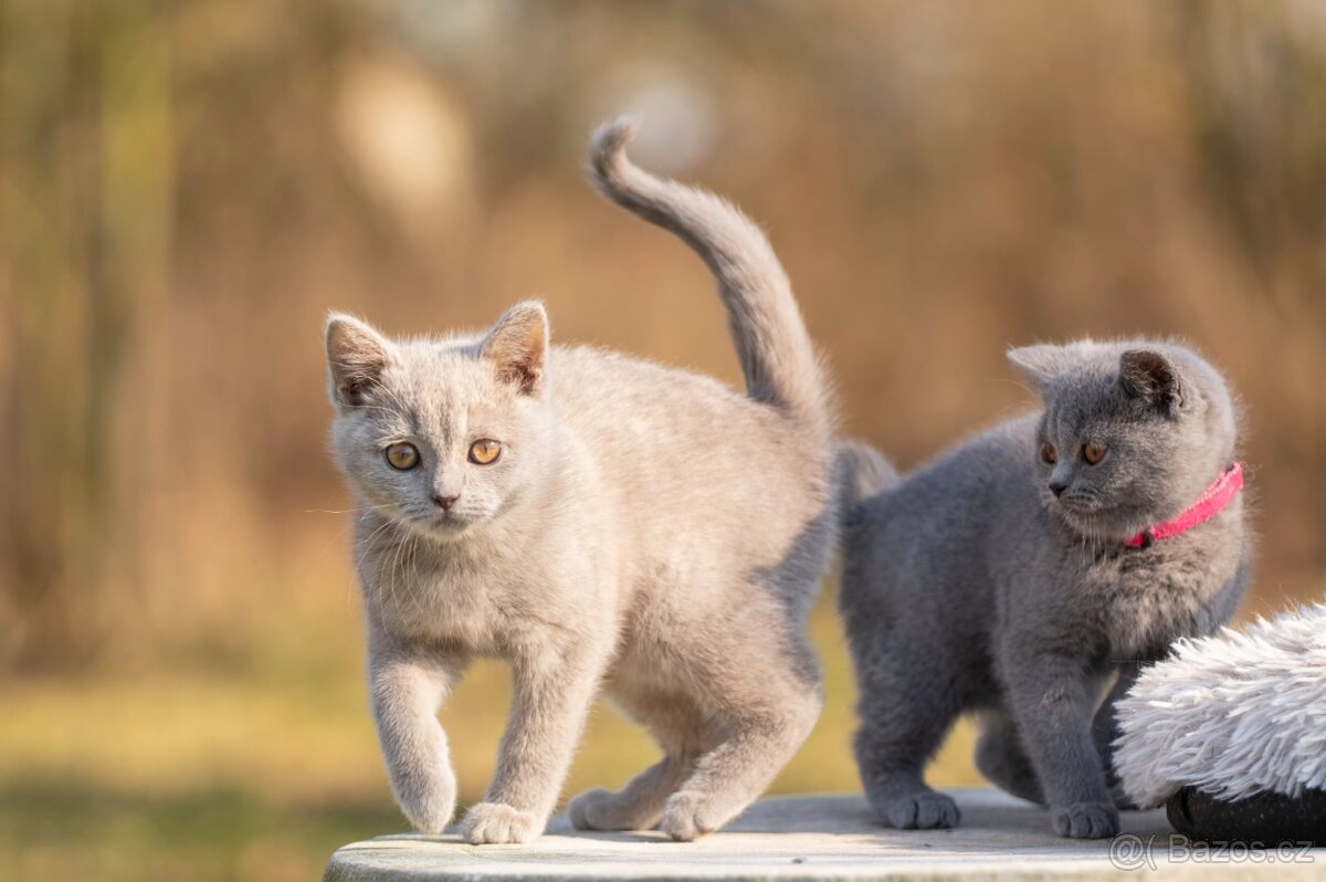 Britská koťata bez PP - 3
