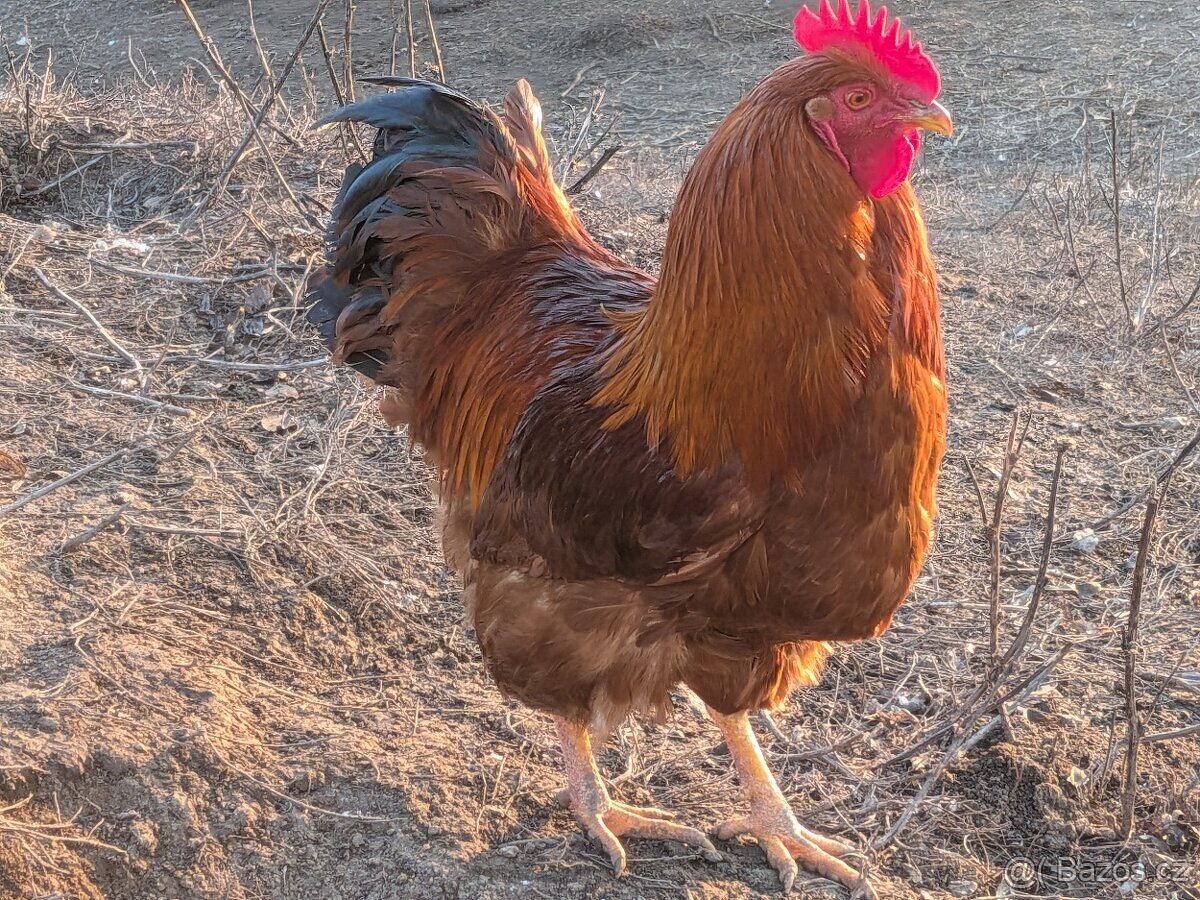 kohout hempšír - 3