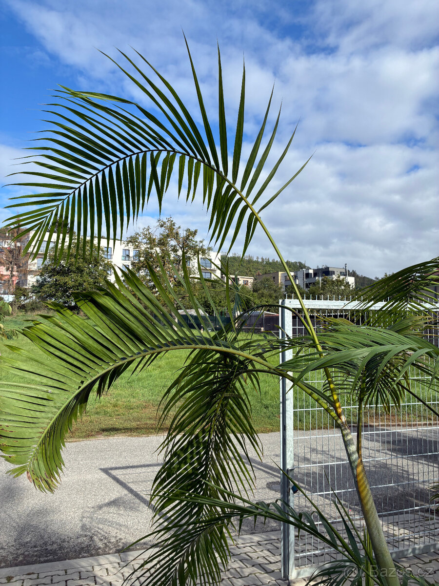 Areka dypsis výška 220 cm - 3