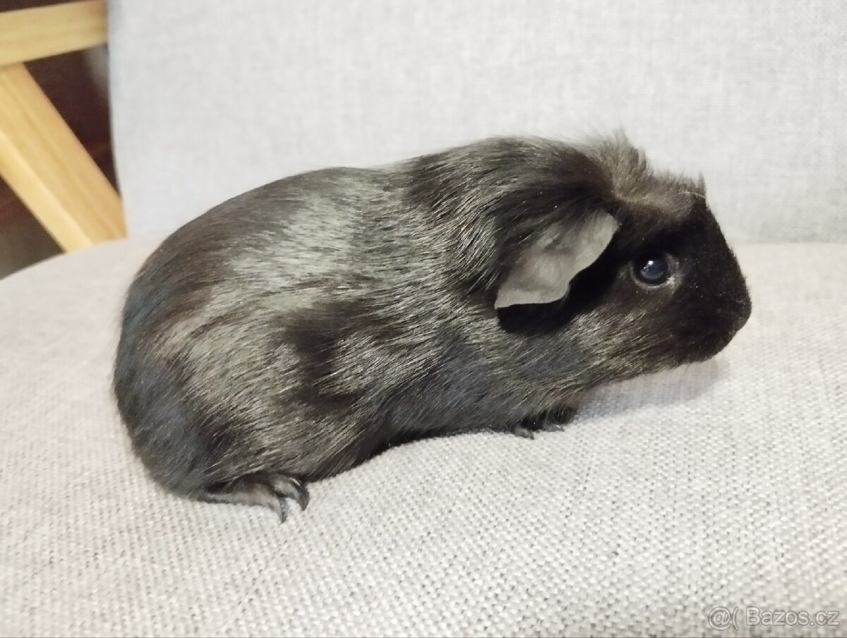 Chovatelská stanice Consuelo nabízí čistokrevná morčata - 3