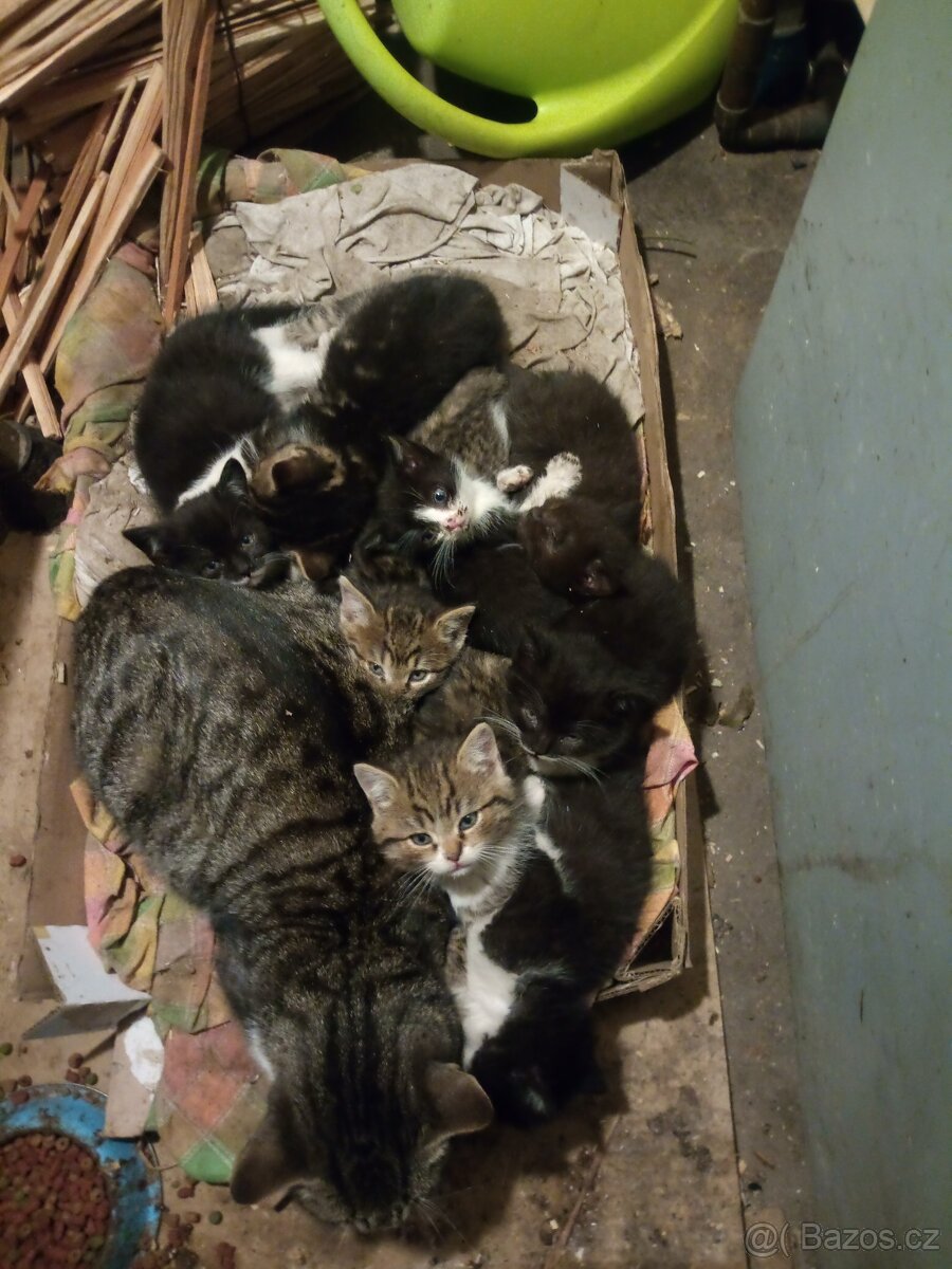 Koťátka - 3