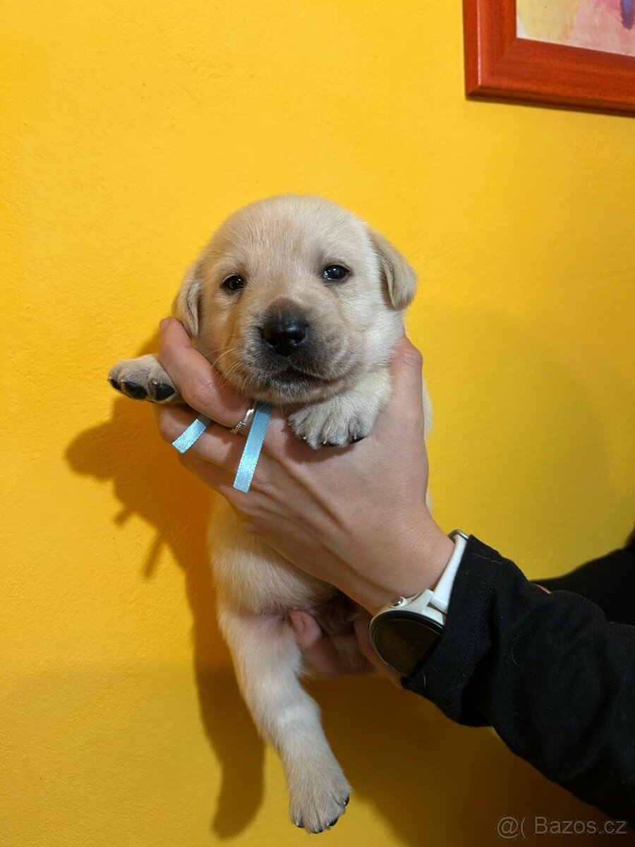 Labradorský retriever s PP - 3