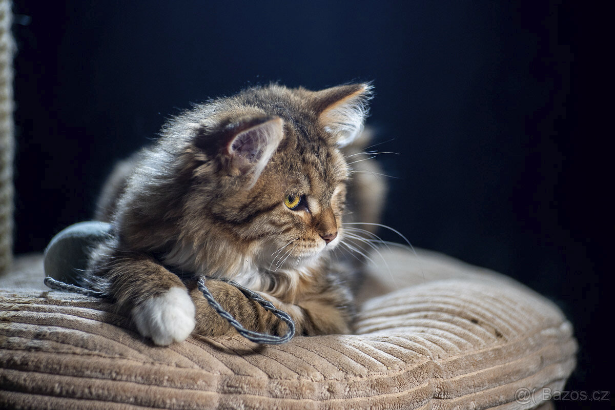 Sibiřská kočka - kočička s PP - 3