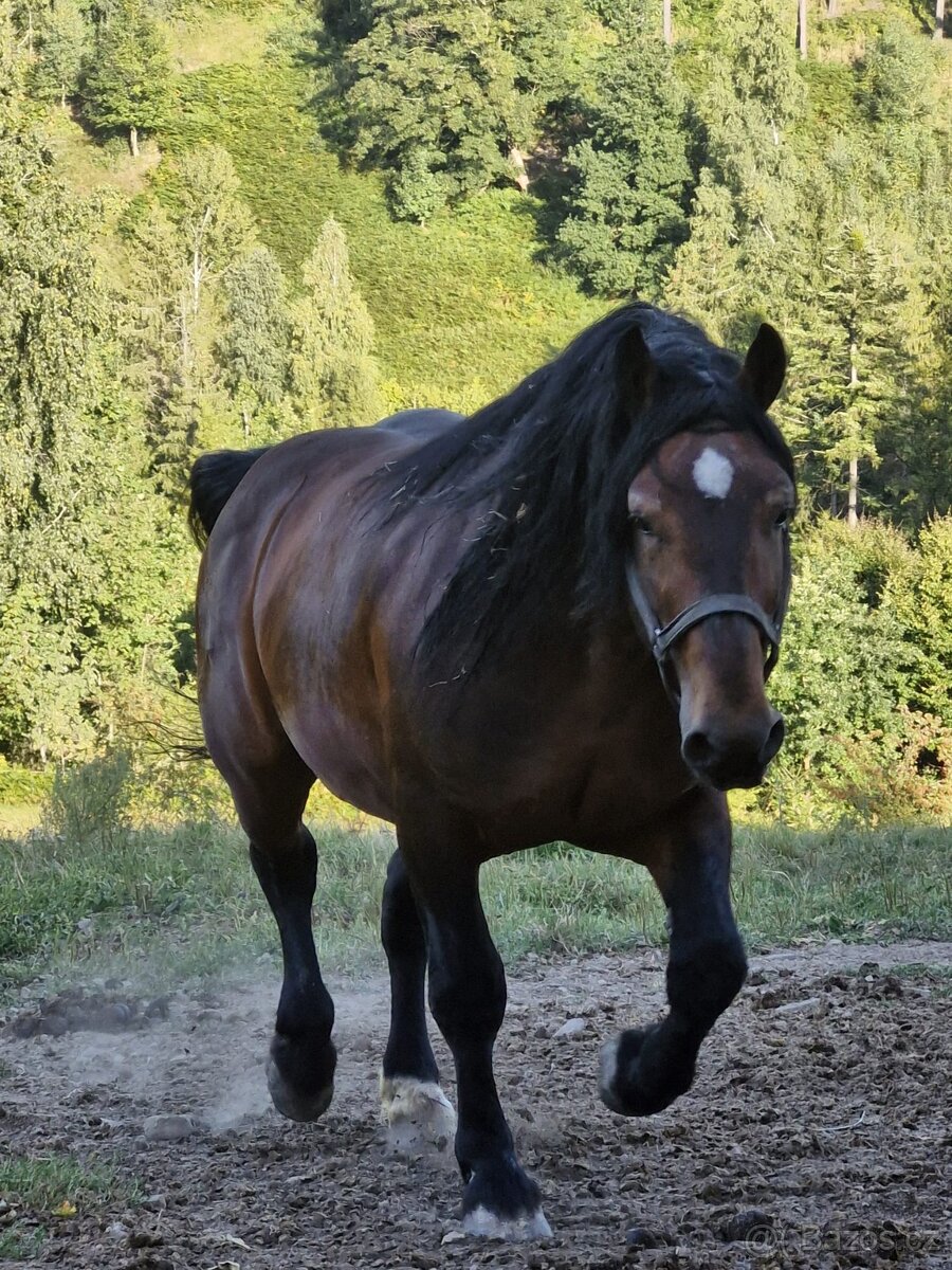 Plemenný hřebec SN 1331 Sargon - 3