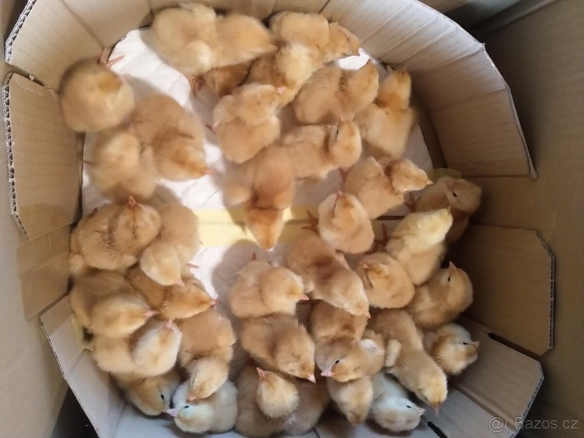 VONÉ MÍSTO V LÍHNI - 3