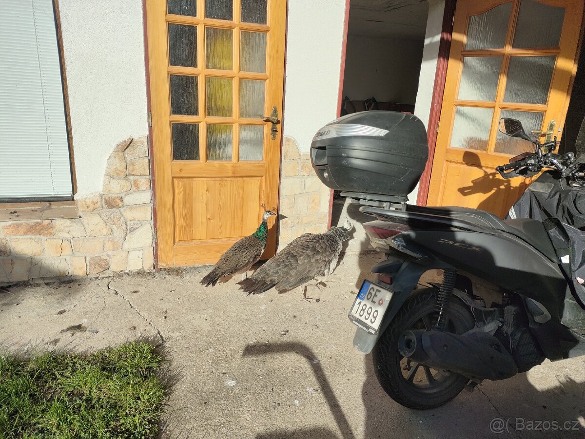 Páv korunkatý modrý - 3