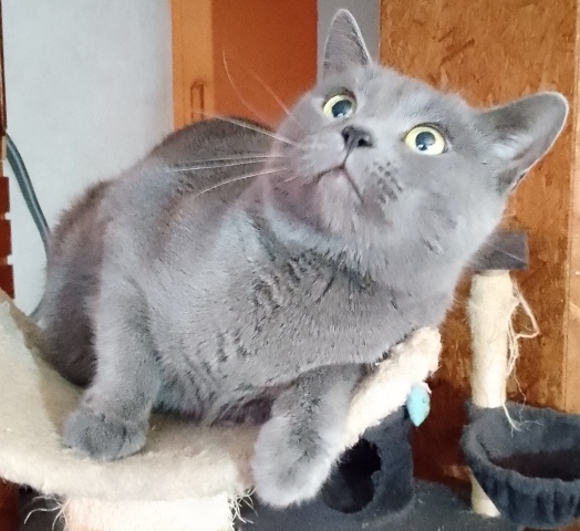 Prodám britské modré koťátka bez PP - 3