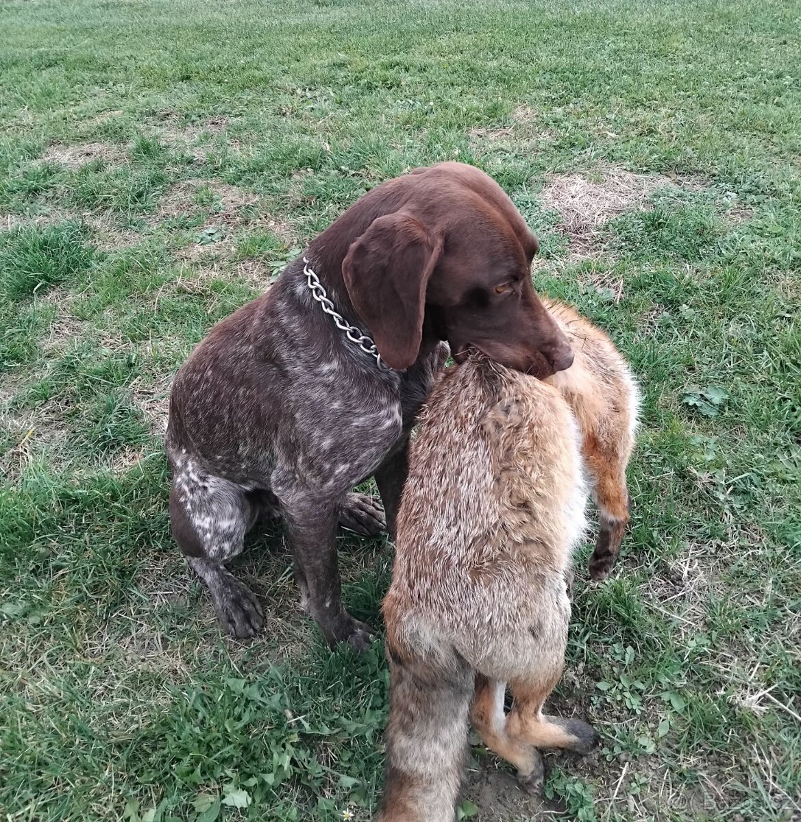 Německý krátkosrstý ohař-PZ-I.cena - 3