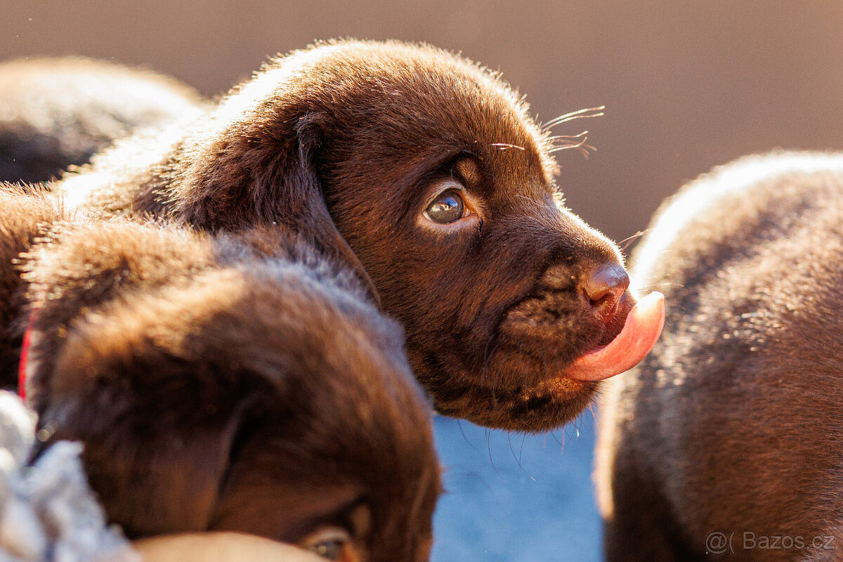 Labrador štěňě s PP - 3