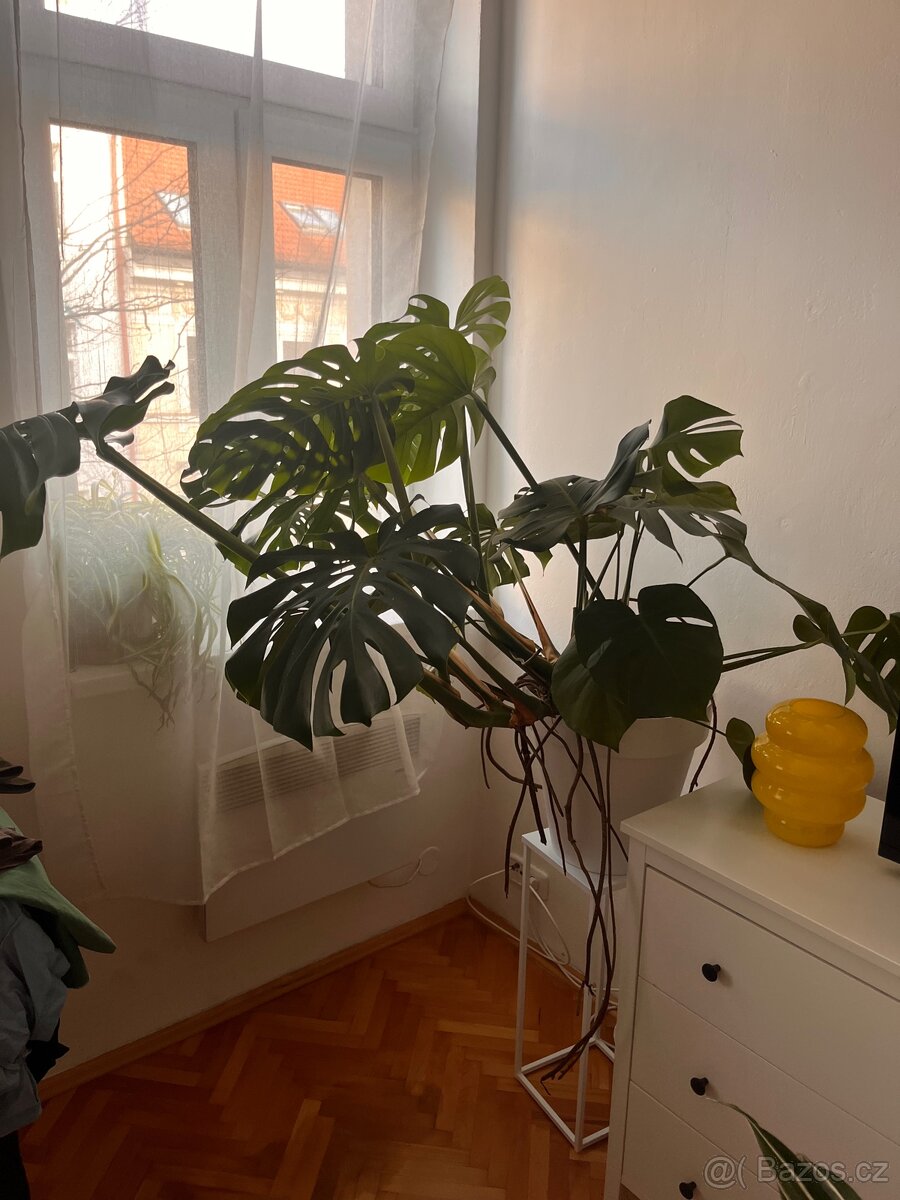 Velká monstera - 3