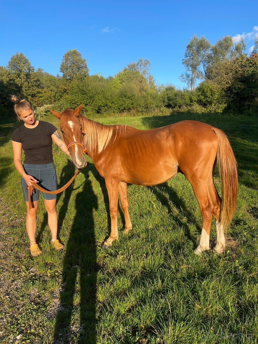 Predám mladého koňa Aresa 🐴 - 3