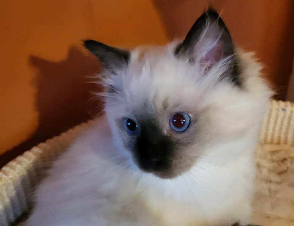 Ragdoll koťata s PP - 3