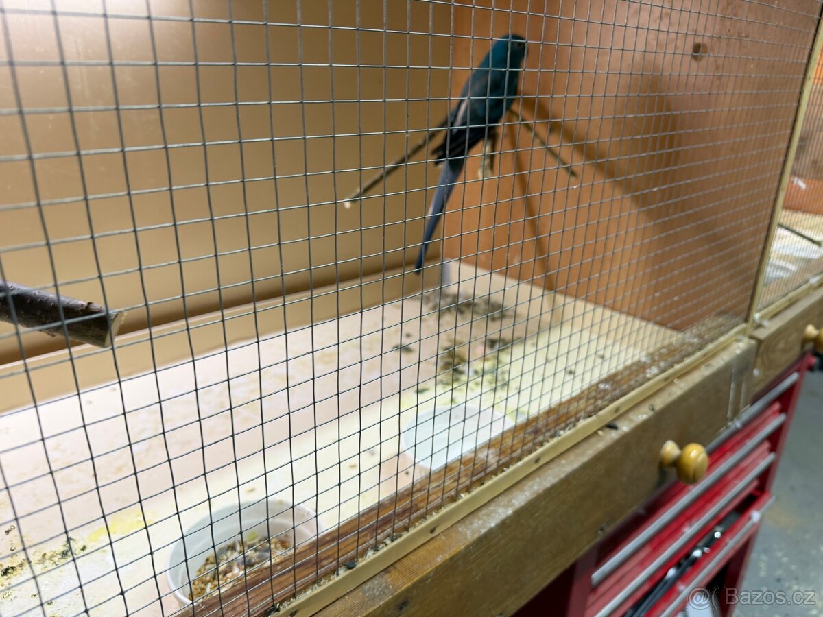 Papoušek zpěvavý - 3